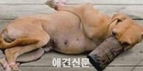 이미 만연해 있었지만 우리가 몰랐던 동물 성폭행 | 인스티즈