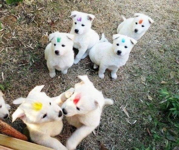 할머니의 강아지 구별 | 인스티즈