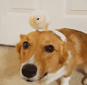 힐링되는 강아지들 일상 | 인스티즈