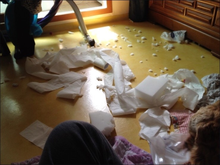 견종 이야기 - 잉글리시 코카 스파니엘 | 인스티즈