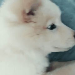 핵 귀여운 나인뮤지스 경리 반려견 시로(심장녹음주의) | 인스티즈