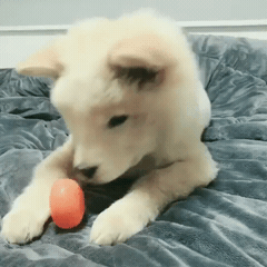 핵 귀여운 나인뮤지스 경리 반려견 시로(심장녹음주의) | 인스티즈