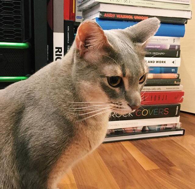 지디네 고양이.jpgif | 인스티즈