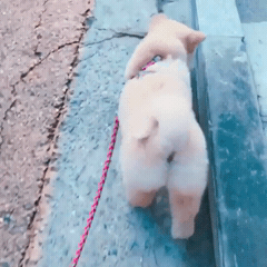 핵 귀여운 나인뮤지스 경리 반려견 시로(심장녹음주의) | 인스티즈