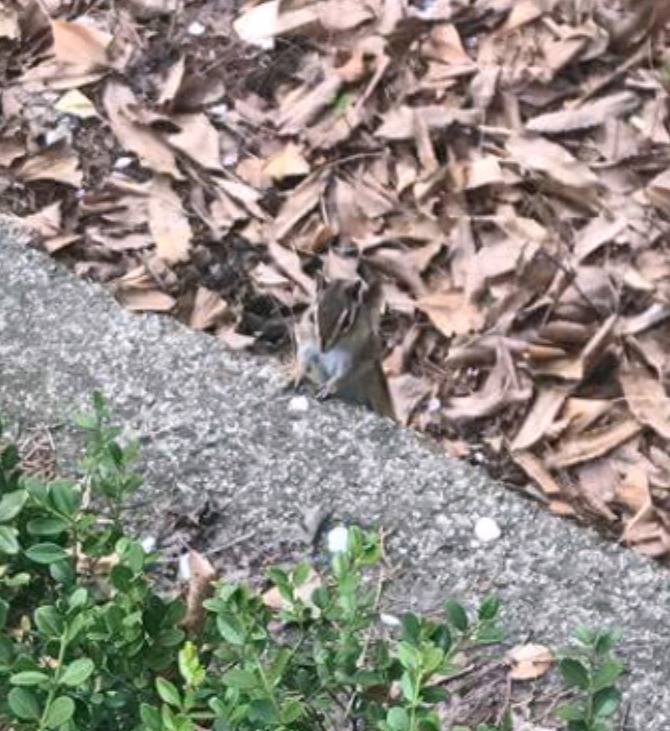 다람쥐는 어디에 있을까요? | 인스티즈