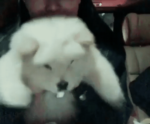 핵 귀여운 나인뮤지스 경리 반려견 시로(심장녹음주의) | 인스티즈