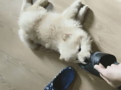 핵 귀여운 나인뮤지스 경리 반려견 시로(심장녹음주의) | 인스티즈