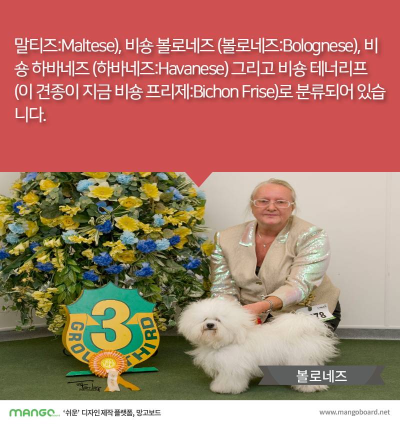 [견종정보] 비숑 프리제 이야기 | 인스티즈