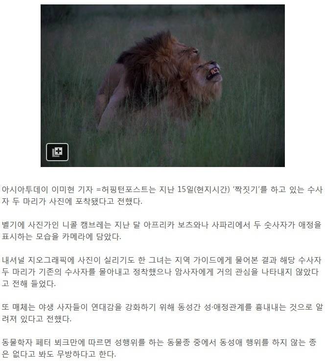 숫사자의 동성애.jpg | 인스티즈
