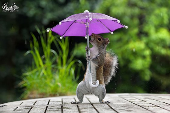 우산이 맘에 드는 다람쥐 | 인스티즈