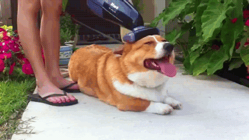 힐링되는 강아지들 일상 | 인스티즈