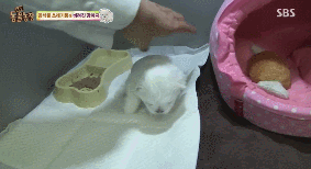 아니.. 음식물 쓰레기통에서 강아지 우는 소리가 나는거에요;.gif | 인스티즈