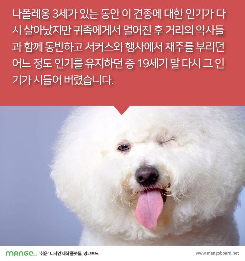 [견종정보] 비숑 프리제 이야기 | 인스티즈