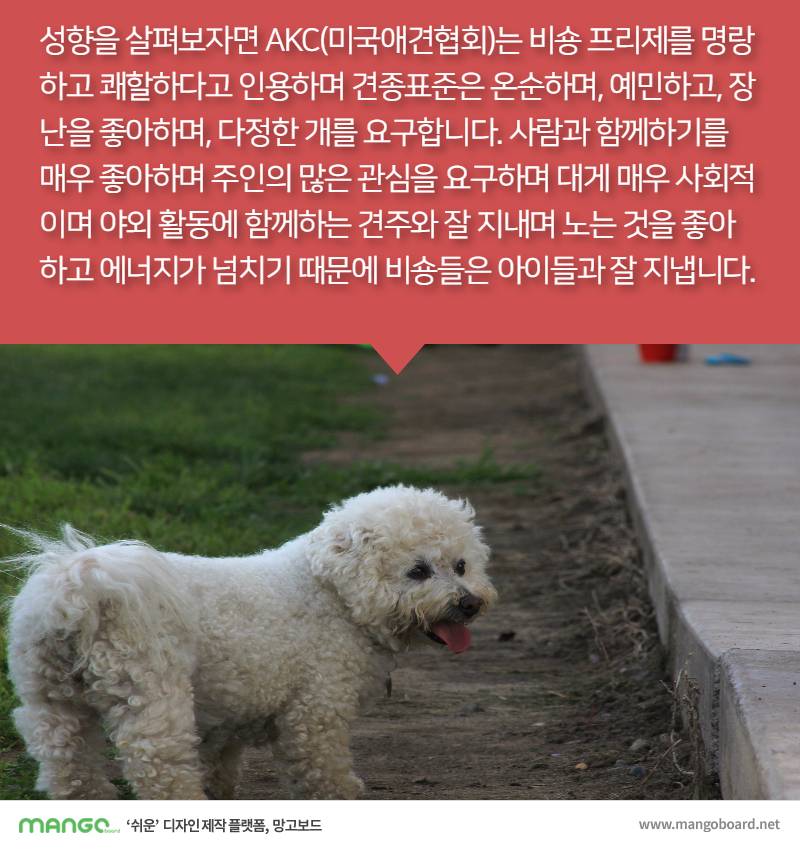 [견종정보] 비숑 프리제 이야기 | 인스티즈