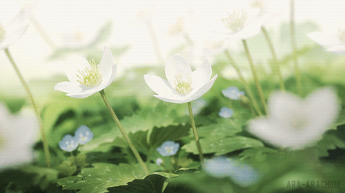 아름다운 애니메이션 배경.gif | 인스티즈