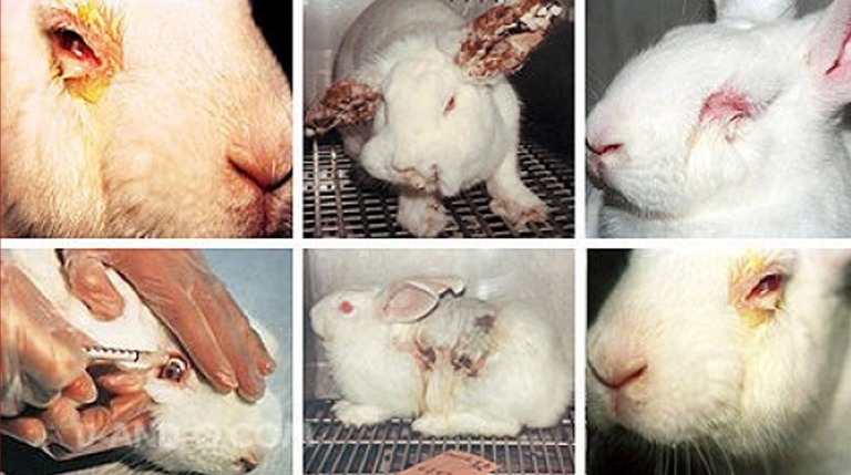 20세기에 실험용으로 많이 쓰이던 동물들 (혐오주의) | 인스티즈
