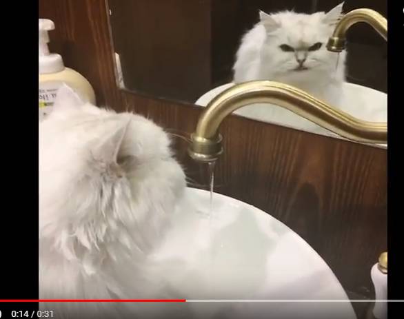 물 맛있게 먹는 방법을 아는 고양이 (feat.집사야 꼭지를 돌려라) | 인스티즈