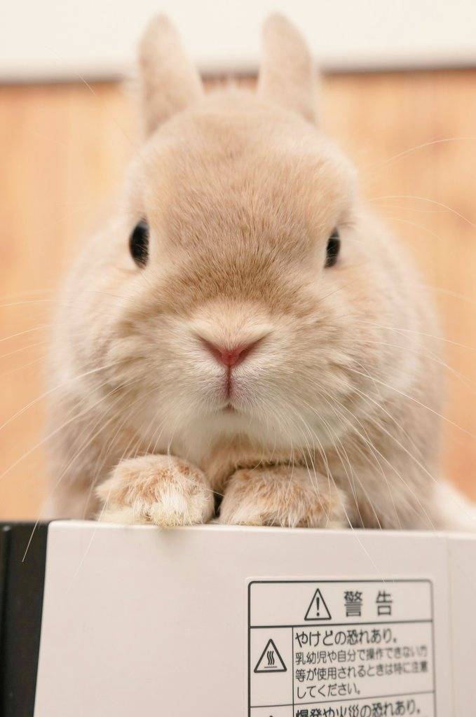 귀여운 토끼 | 인스티즈