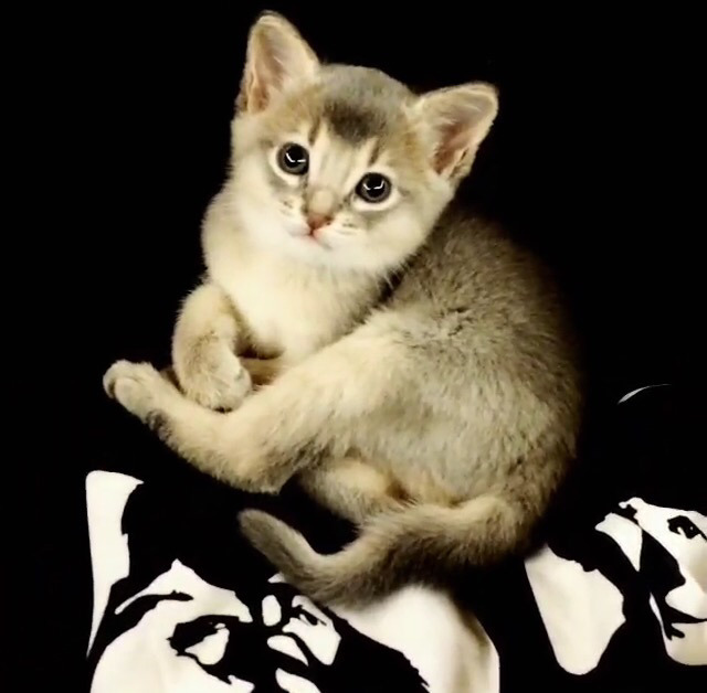 지디네 고양이.jpgif | 인스티즈