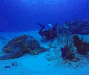 120살 거북이 | 인스티즈