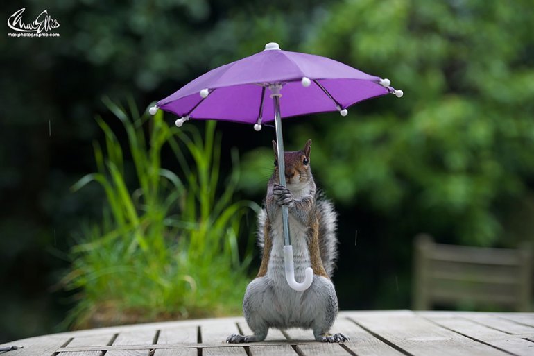 우산이 맘에 드는 다람쥐 | 인스티즈