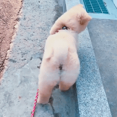 핵 귀여운 나인뮤지스 경리 반려견 시로(심장녹음주의) | 인스티즈