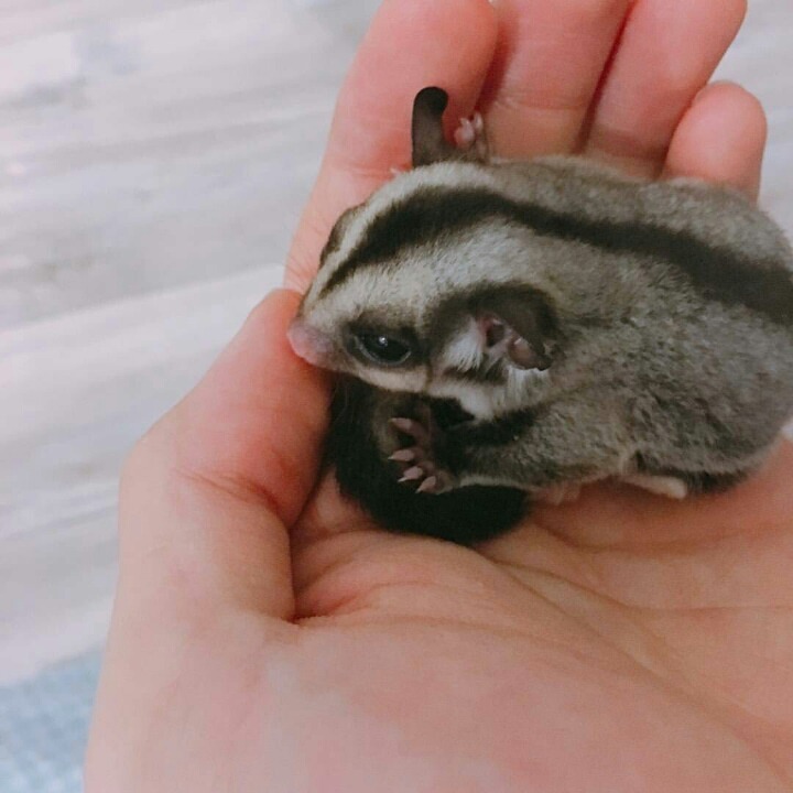 방탄소년단 진이 키우는 슈가글라이더 오뎅이와 어묵이 | 인스티즈