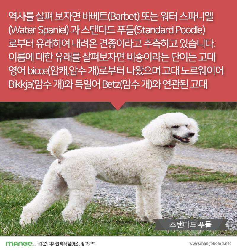 [견종정보] 비숑 프리제 이야기 | 인스티즈