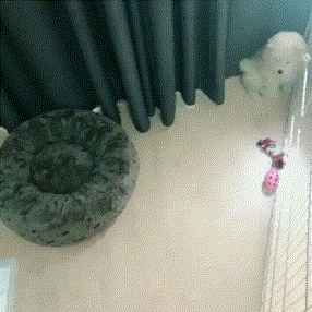 경리가 키우는 강아지 차우차우 시로 | 인스티즈