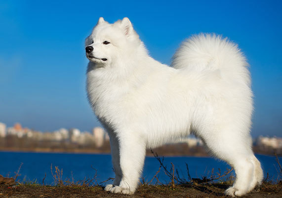 견종 이야기 - 사모예드 | 인스티즈