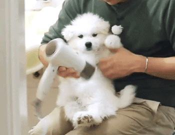 [마리와나] 엉엉이란 말이 잘 어울리는 사모예드 4남매 - 2 | 인스티즈