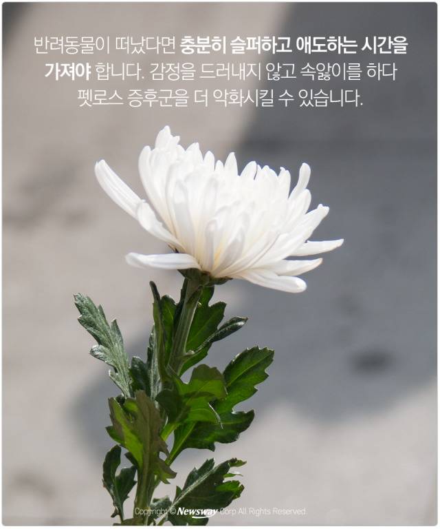 처음 반려동물 만났을때 너무 좋고 예뻐서 전혀 생각하지 못하는 것.jpg | 인스티즈