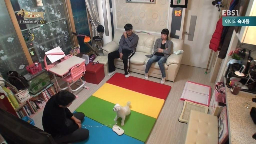 [세상에나쁜개는없다] 가족들에게 짖고 무는 강아지 릴리햏 | 인스티즈