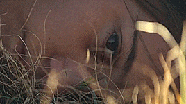 영화 파도가 지나간 자리 : The light between oceans (2016).gif | 인스티즈