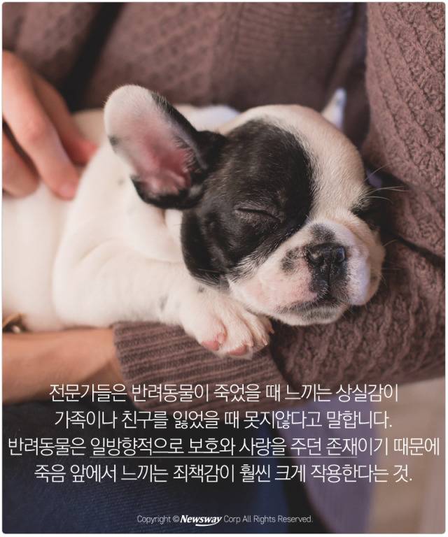처음 반려동물 만났을때 너무 좋고 예뻐서 전혀 생각하지 못하는 것.jpg | 인스티즈