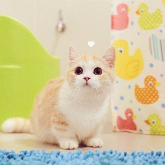 집사 우는데 위로해주는 고양이 | 인스티즈