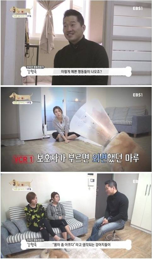 [세상에나쁜개는없다] 애견훈련소 갔다가 얼굴을 잃어버린 마루 (감동이쟈나ㅠㅠ) | 인스티즈