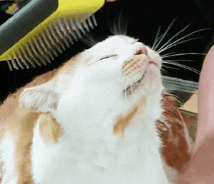 [마리와나] 뚱보냥 호동이 다이어트 시키기 (feat.먼지) | 인스티즈