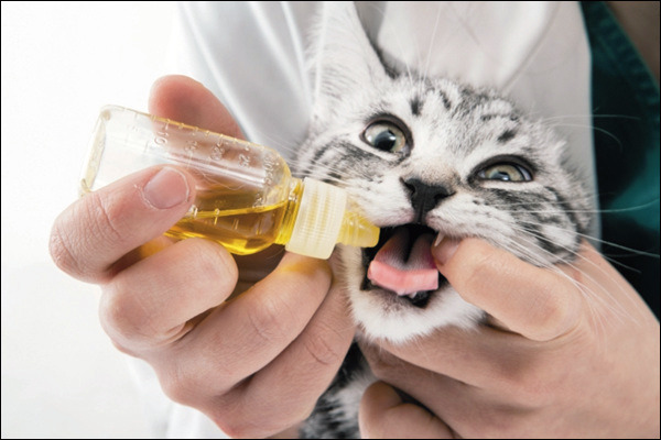 만약에 내가 엄만데 자식이 계속 반찬투정을 하면 (고르기) | 인스티즈