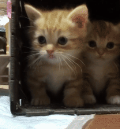 우리에서 나오는 맹수들 ㄸ.gif | 인스티즈