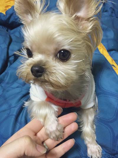 견종 이야기 - 요크셔 테리어 | 인스티즈