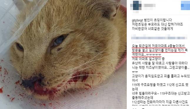 아파트 4층서 살아있는 길냥이 던진 초등학생 (클릭주의) | 인스티즈
