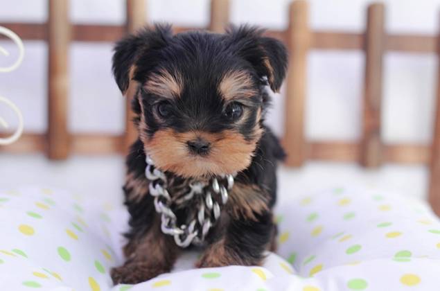 견종 이야기 - 요크셔 테리어 | 인스티즈