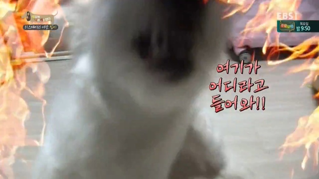 [세상에나쁜개는없다] 가족들에게 짖고 무는 강아지 릴리햏 | 인스티즈