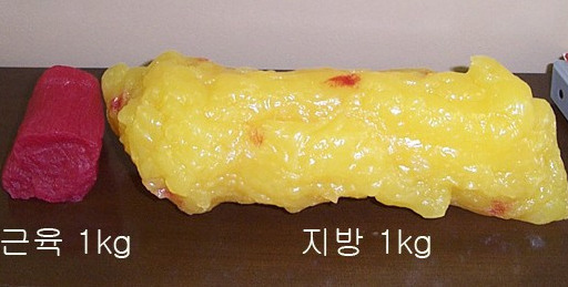 지방과 근육의 부피 차이.jpg | 인스티즈