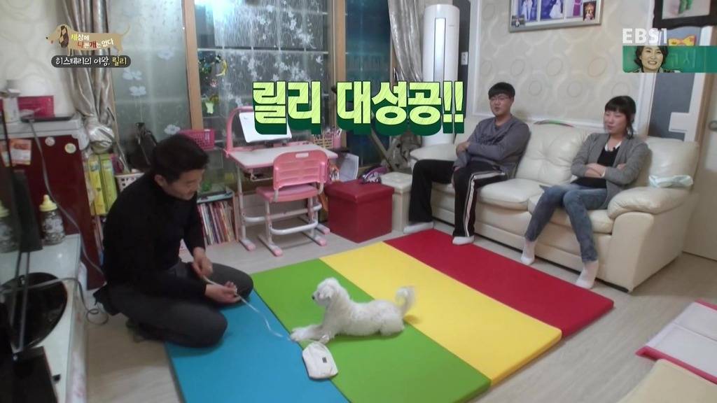 [세상에나쁜개는없다] 가족들에게 짖고 무는 강아지 릴리햏 | 인스티즈