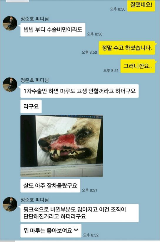 [세상에나쁜개는없다] 애견훈련소 갔다가 얼굴을 잃어버린 마루 (감동이쟈나ㅠㅠ) | 인스티즈
