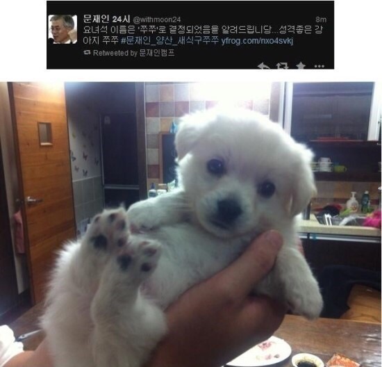 강아지덕후+고양이 집사 문재인 | 인스티즈