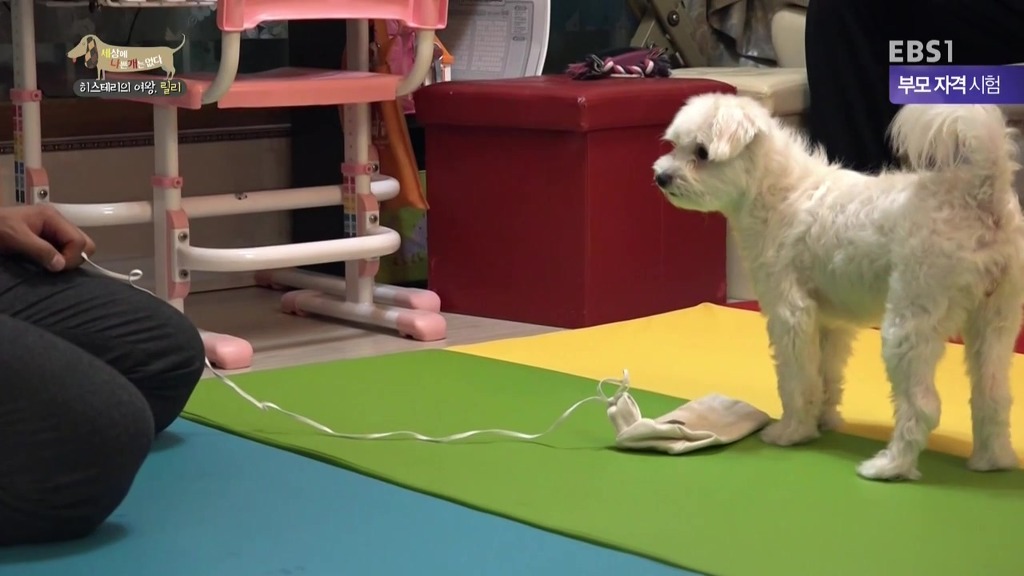 [세상에나쁜개는없다] 가족들에게 짖고 무는 강아지 릴리햏 | 인스티즈