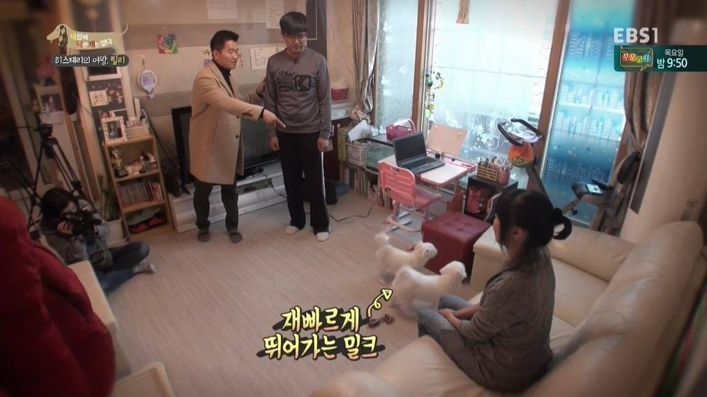 [세상에나쁜개는없다] 가족들에게 짖고 무는 강아지 릴리햏 | 인스티즈